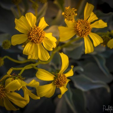 A brittlebush in bloom at Anza-Borrego Desert State Park