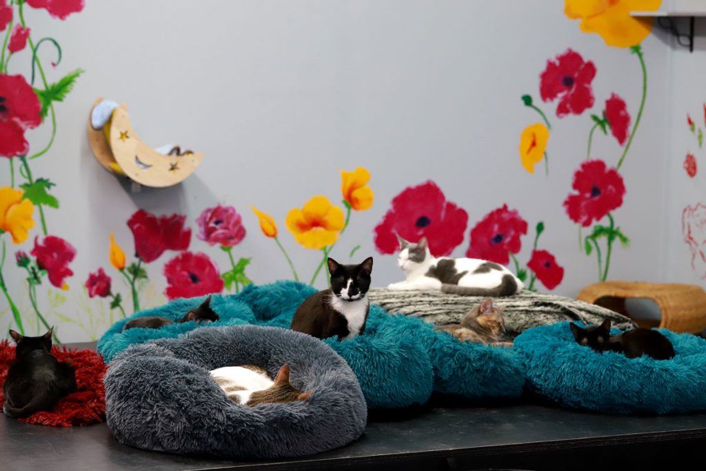 Cats lounge on furry beds at Tail Town Cats Cafe in Pasadena. 