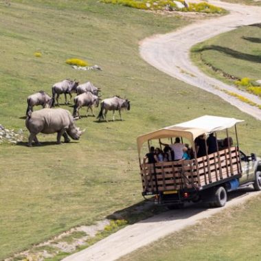 A safari excursion at San Diego Zoo and Safari Park.