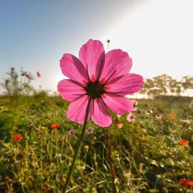 Pink wildflower growing in the grass